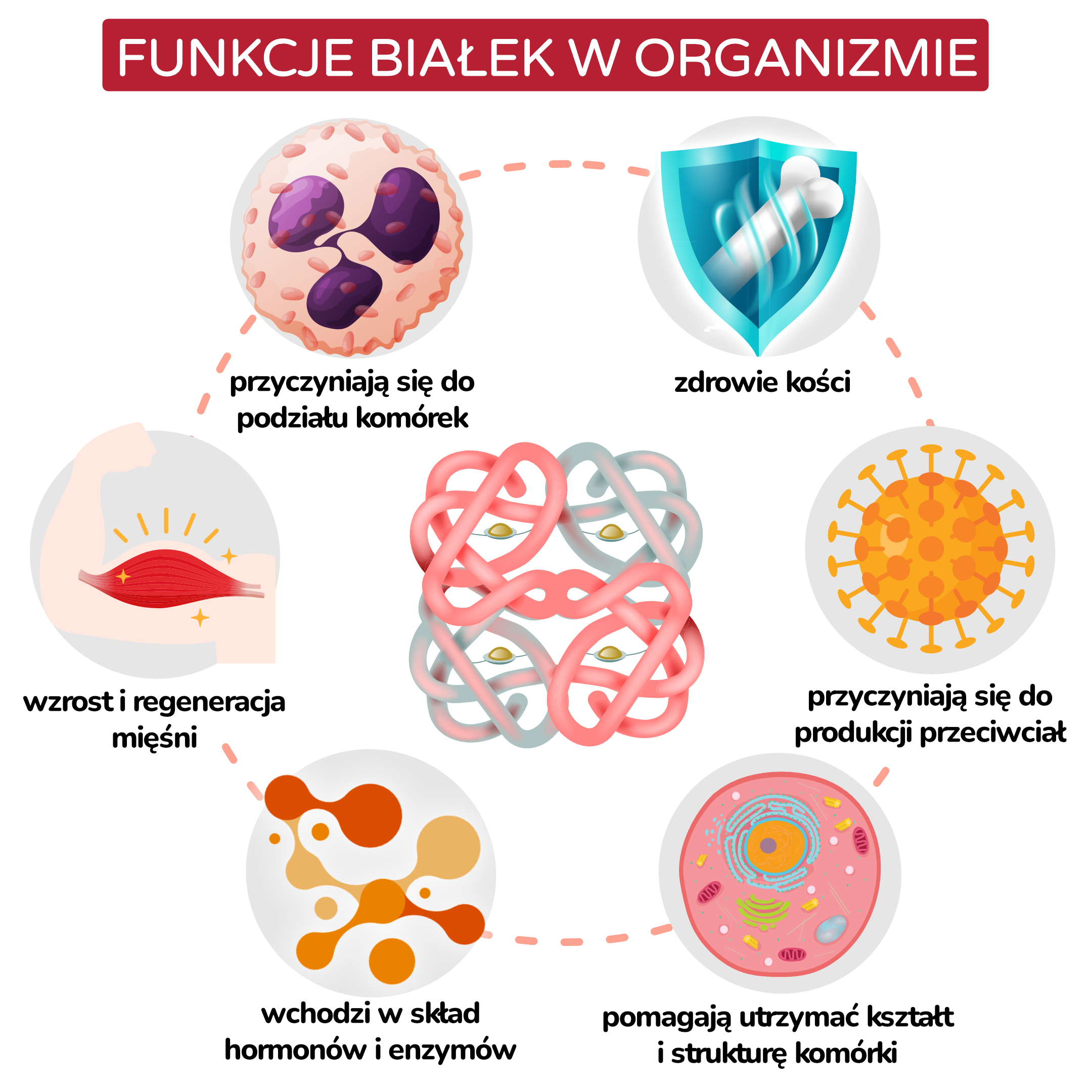 Funkce bílkovin v těle_inforgafika_pl
